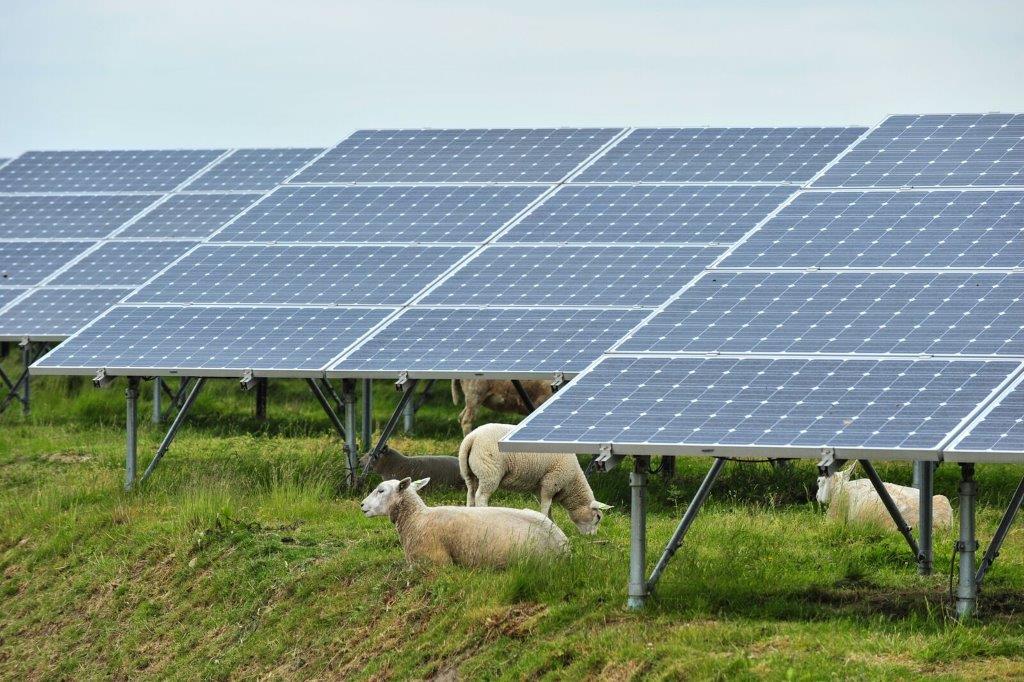 Sheep grazing below solar panels in an agrivoltaic field